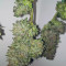 Semi femminizzati Trans Siberian Auto