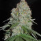 White Widow Original feminized seeds