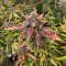 Sementes Feminizadas de Tropicanna Poison XL Auto (Sweet Seeds)