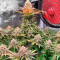 Big Bud (Herbies Seeds)