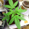 Chemdog Fast Version (Herbies Seeds)