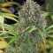 Graines de cannabis Amnesia Haze Automatic (RQS)