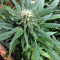 Black Destroyer feminized seeds