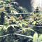 Graines de cannabis Bubblegum (T.H. Seeds)