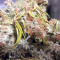 Graines de cannabis Buzz Light Gear (Dr. Krippling Seeds)