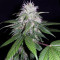 CBD 1:1 Silver Lime Haze Semi femminizzati autofiorenti
