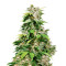 California Indica regular (Sensi Seeds)