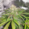 Dark Ghost Train (Rare Dankness Seeds)