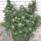 Gnasha (Big Head Seeds)