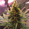 Semi femminizzati Gordomaster Kush