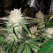 Graines de cannabis Kali Dog (RQS)