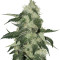 Graines de cannabis King Kong (Big Buddha Seeds)
