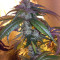 Graines de cannabis LA Confidential (DNA Genetics)