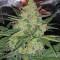 LSD Auto (Barney's Farm)