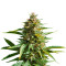 PCK x ErdPurt (Ace Seeds)
