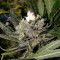 Pure Africa Seeds