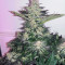 Graines de cannabis Purple Kush (Kannabia Seeds)
