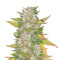 Purple Skunk Mass (Critical Mass Collective Seeds)