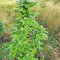 Super Skunk Autoflower (Seedstockers)