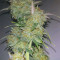 Graines de cannabis Wild Thailand Ryder Auto (World of Seeds)