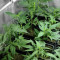 Graines de cannabis X18 Pure Pakistani Regular (Reserva Privada)