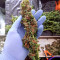 Auto Desfran strain