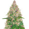 BlackBerry Autoflower (Herbies Seeds)
