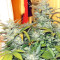 Blue Cheese Automatic strain
