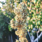 Freeze Berry Auto feminized seeds