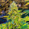 GG #4 Original Glue Fast Version เมล็ดพันธุ์สตรี (EGS)