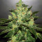 Graines de cannabis Jack Herer (Blackskull Seeds)