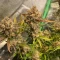 Tangie'matic Seeds