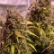 Gorilla Cookies Seeds