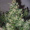 Original Auto Critical Seeds - Cannabis Strain Seeds for Sale