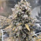 Buy Wedding Cake Auto feminized seeds by Barney's Farm
