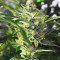 Venta de Pineapple Express Auto (Fast Buds) | Semillas de marihuana feminizadas