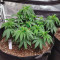 Vente de graines de cannabis White Widow (Dutch Passion)