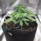 Venta de Auto Ultimate (Dutch Passion) | Semillas de marihuana feminizadas