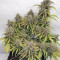 Wedding Cake Auto feminized seeds for sale by Original Sensible Seeds