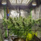 Chocolate Skunk Seeds - Cannabis Strain Seeds for Sale