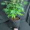 Achetez des graines féminisées Grandmommy Purple par Herbies Seeds