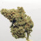 Original Cinderella Auto feminized seeds for sale: information and reviews