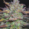 Venta online de Gorilla Z Auto de Barney's Farm
