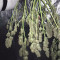 Frisian Duck Seeds - Cannabis Strain Seeds for Sale