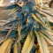 Do-Si-Dos OG Seeds - Cannabis Strain Seeds for Sale