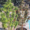 Green Crack Seeds (Blimburn Seeds) - Cannabis Strain Seeds for Sale