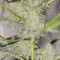 O.G. Kush Autoflower fem: seeds for sale, strain information and customer reviews