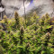 Caramelo Early Version Seeds (Delicious Seeds) - Cannabis Strain Seeds for Sale