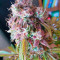 Gorilla Cookies Seeds