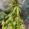 Achetez des graines féminisées Cherry Cola Auto par Fast Buds